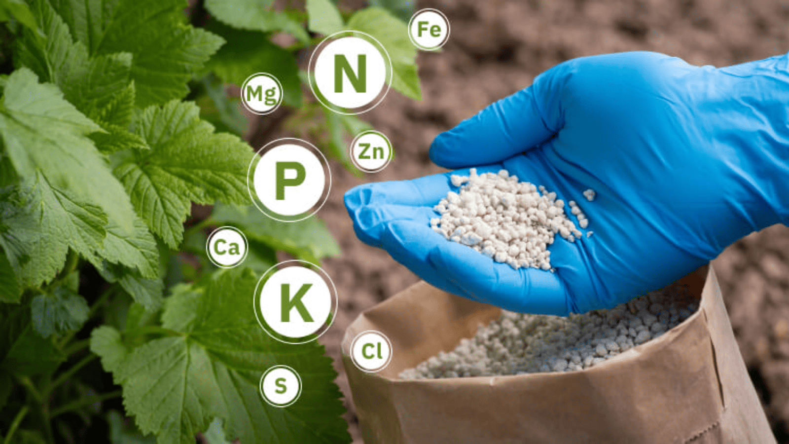 Hỏi đáp về phân trung lượng, vi lượng